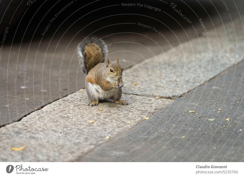 Ein Eichhörnchen in Mailand, Italien Europa Lombardei Tier Großstadt Farbe Tag Frucht Fotografie Baum Kofferraum urban über Emanuele Filiberto wild