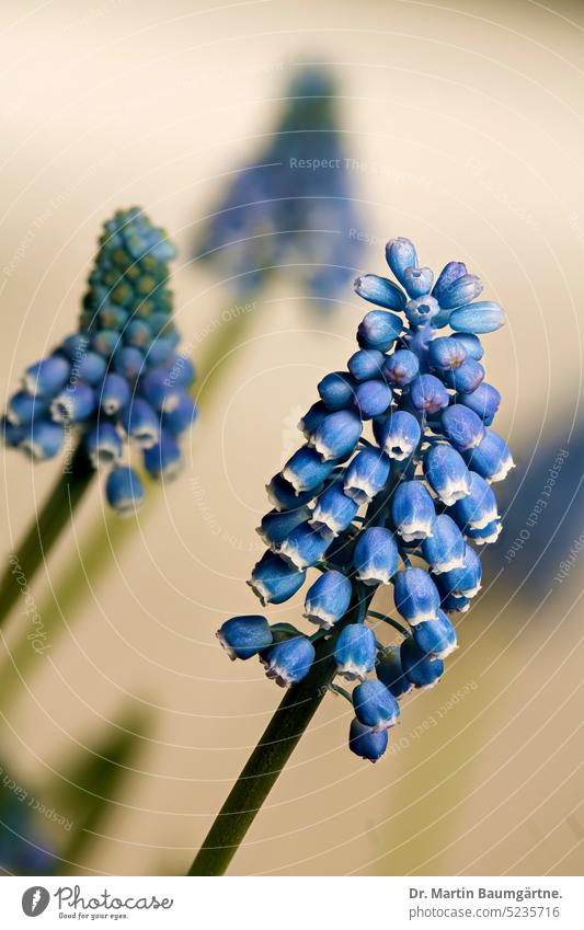 Muscari armeniacum, die armenische Traubenhyazinthe, Blütenstände Blütenstand blühen Frühjahrsblüher Zwiebelblume Geophyt krautig Staude ausdauernd frosthart