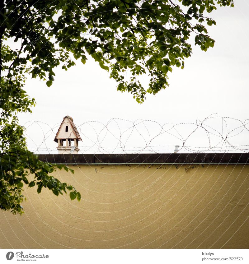 Protection Sommer Baum Mauer Wand Schornstein Stacheldraht authentisch stachelig gelb grün Schutz Misstrauen Angst Sicherheit abwehrend Farbfoto Außenaufnahme