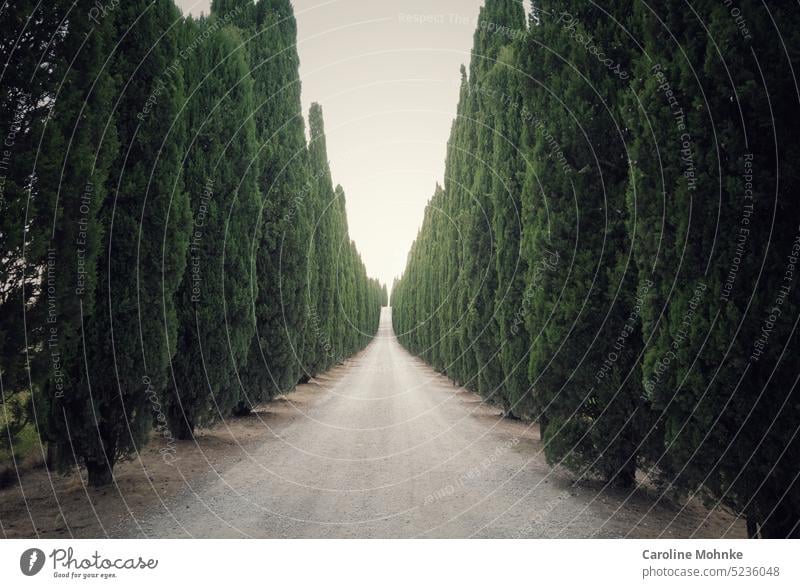 Zypressenallee in der Toscana Landschaft Italien Sommer Natur grün Europa Tag Fotografie Farbe malerisch Pflanze reisen Feld im Freien Frühling ländlich Hügel