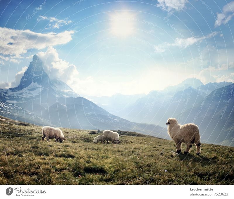 500 | Der Gipfel der Genüsse Umwelt Natur Landschaft Pflanze Erde Himmel Wolken Horizont Sonne Sonnenlicht Sommer Schönes Wetter Gras Hügel Felsen Alpen