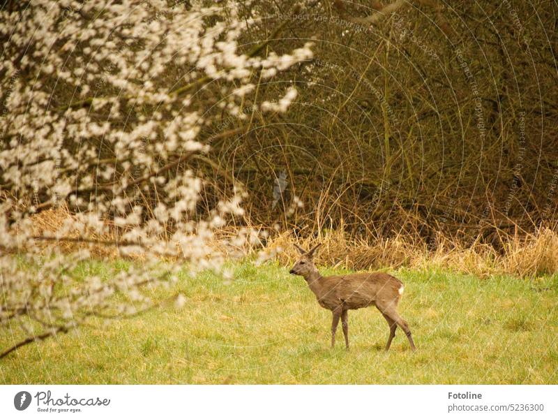 Immer wenn der Frühling kommt, wagen sich die Rehe auf die Wiesen mit frischem Grün. Der blühende Baum im Vordergrund zaubert ein wenig Frühling ins Bild. Im Hintergrund das Gestrüpp ist noch in Winterstimmung.