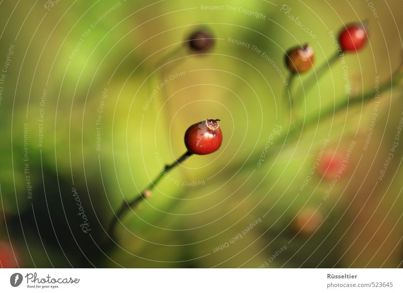 Herbstbeere Natur Pflanze Schönes Wetter Sträucher Wachstum nah schön grün rot geduldig ruhig Farbfoto mehrfarbig Außenaufnahme Nahaufnahme Zentralperspektive