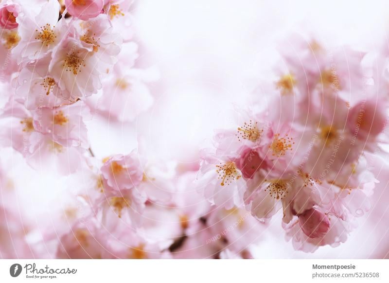 Kirschblüten Rahmen Umrandung Blumen Blumenrahmen geheimnisvoll friedlich Blüten Frühling Blütezeit Natur natürlich schön blühen Pflanze Nahaufnahme