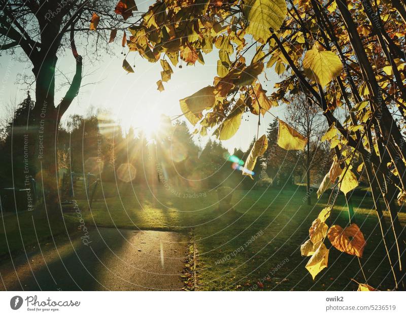 Ninive, Ostsachsen Park Abend Bäume Sonnenlicht Landschaft Licht Menschenleer Außenaufnahme Natur Abenddämmerung Farbfoto Sachsen Oberlausitz Dämmerung