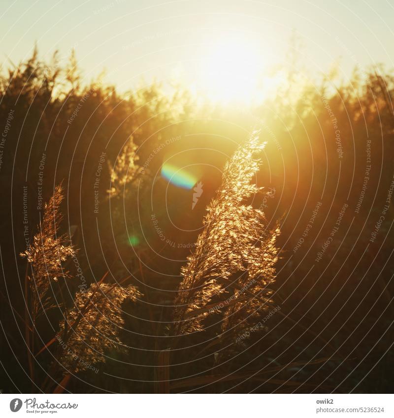 Lichtbild Röhricht Büschel Sonne Gegenlicht leuchtend Kontrast geheimnisvoll Sonnenuntergang Schönes Wetter Sonnenlicht Pflanze Umwelt Himmel Herbst Landschaft