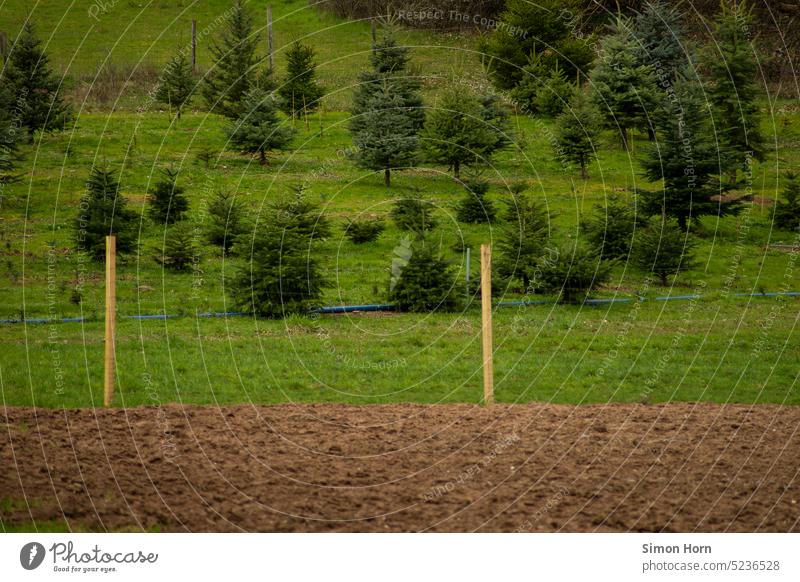 Nadelbäume mit Nachwuchs aufforsten jung Natur Renaturierung Wachstum Umweltschutz Landschaft Baum Nadelbaum Weihnachtsbaum Tannenbaum Weihnachten Christbaum