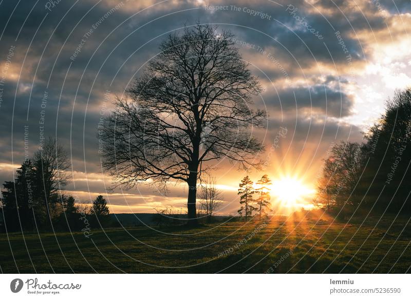 Heidelandschaft im Sonnenuntergang Sonnenuntergangsstimmung Sonnenstrahlen Baum Himmel Abendrot Wolken warm schön Idylle Gegenlichtaufnahme Abenddämmerung