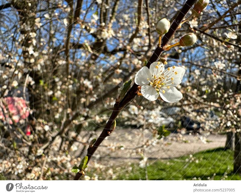 Blühender Strauch No. 2 Blüten Frühling Kirschpflaume Sonne Zweige weiß Knospe Parkplatz Blauer Himmel Insekten Bienen Pollen Pollensuche Honig