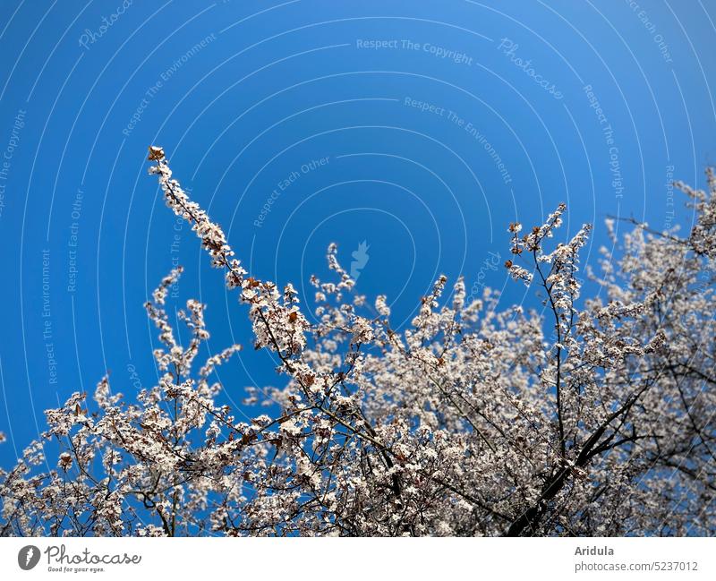 Blütenbaum Baum Zierkirsche Frühling rosa Schönes Wetter Sonnenlicht Frühlingsgefühle Park Kirschblüten Blauer Himmel weiß Zweige schön Natur Kirschbaum