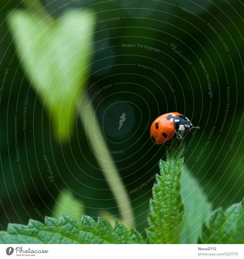 Übersicht Umwelt Natur Luft Frühling Sommer Schönes Wetter Pflanze Blatt Wildpflanze Garten Park Wiese Wald beobachten Erholung festhalten krabbeln schaukeln