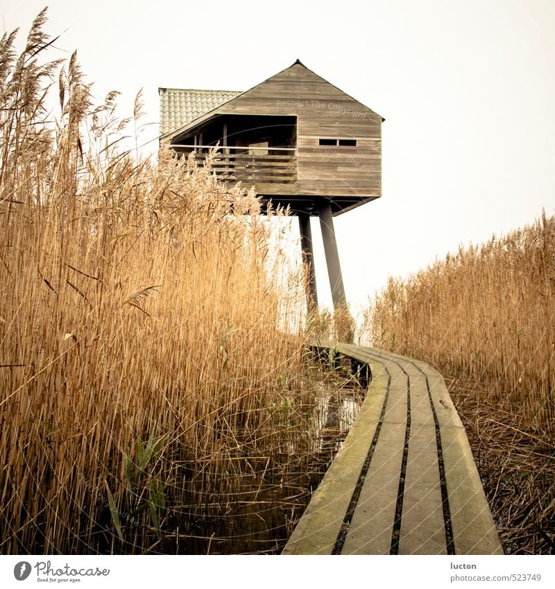 Vogelwacht | Haus im Schilf an der Nordsee Ferien & Urlaub & Reisen Tourismus Ausflug Ferne Meer Wattenmeer Natur Landschaft Herbst schlechtes Wetter Schilfrohr