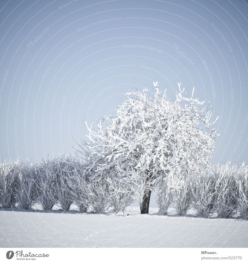 crystallize Umwelt Natur Landschaft Wasser Klima Schönes Wetter Eis Frost Schnee Blühend hell Coolness Schneelandschaft Baum Sträucher gefroren kalt