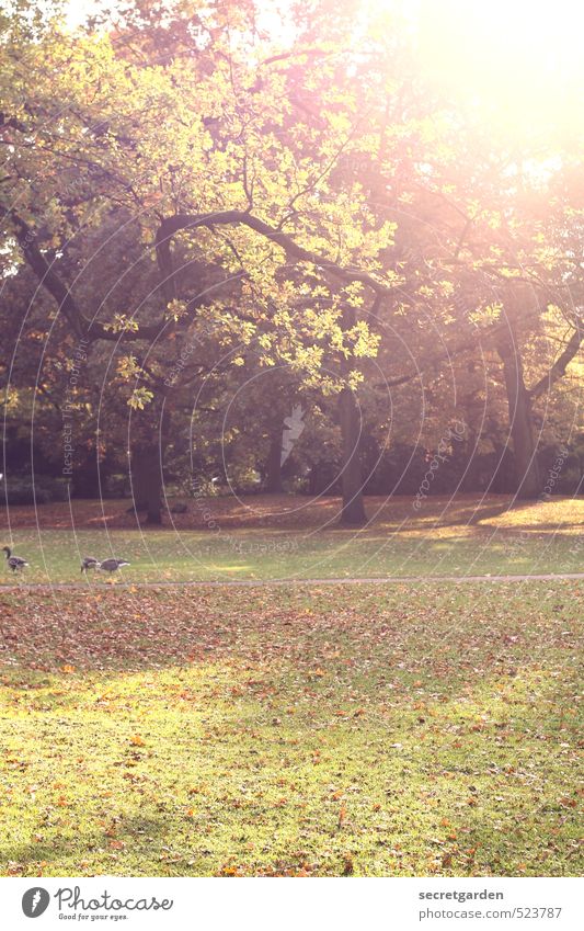 happy halloween! Sonnenbad Umwelt Natur Tier Herbst Schönes Wetter Baum Gras Garten Park Gans Tiergruppe leuchten hell braun gelb Warmherzigkeit Romantik Idylle