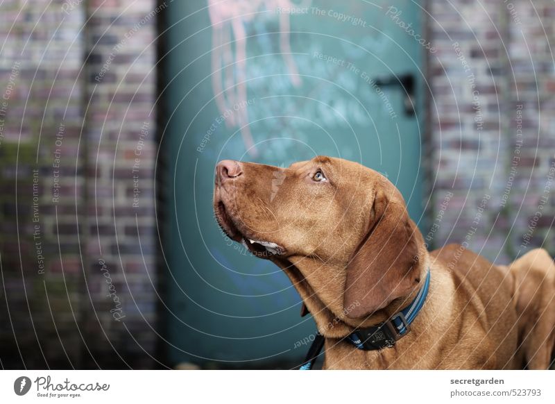 treuer blick. Mauer Wand Tür Tier Haustier Hund 1 blau braun Vertrauen Tierliebe geduldig ruhig Neugier Entschlossenheit Treue aufschauend Belohnung Nase Blick