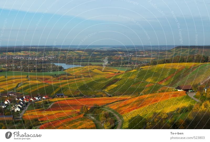 Weinberge treibens bunt Natur Landschaft Himmel Horizont Herbst Feld genießen träumen wandern Fröhlichkeit Unendlichkeit gelb gold orange rot Farbfoto