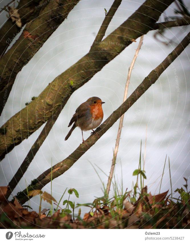 Rotkehlchen auf einem Ast im Stadtpark Tier Vogel Außenaufnahme Menschenleer Natur Umwelt Park Farbfoto Frühling klein niedlich Feder Tierliebe Tierporträt