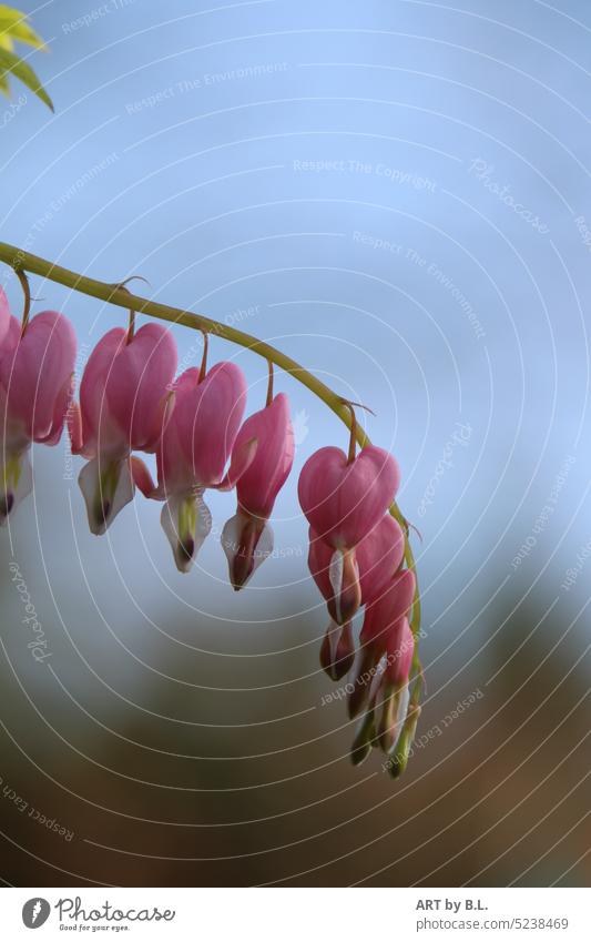 Von Herzen liebe blume zuneigung garten blühend wunder natur herzform blüte rosa schönheit tränendes Herz flora herzlich