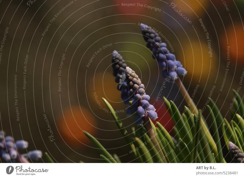 Auf die Sonne warten zwei dezent textfreiheit blau fotokunst blume blüte blüten blumig garten glöckchen unikat hyazinthen traubenhyazinthen frühblüher licht