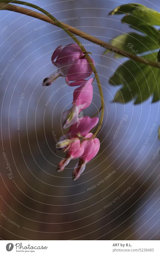 Nur nicht aus Liebe weinen schönheit rosa blüte herzform garten blühend wunder natur zuneigung blume liebe tränen tränendes herz blütenstengel blütenzweig flora