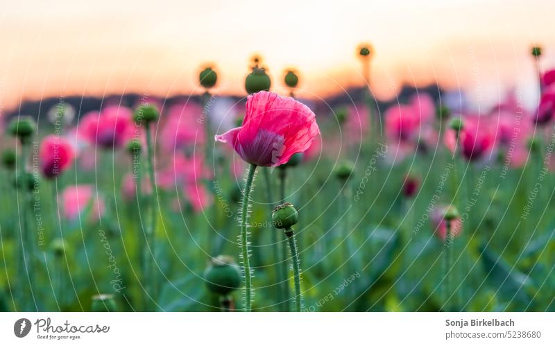 Morgenröte Mohn Kulturmohn Kulturpflanze waldviertler Graumohn pink Blüte Morgenrot Morgensonne Sonnenaufgang Landschaft Mohndorf Armschlag Mohnfeld Österreich