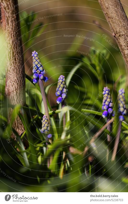 Traubenhyazinthen zwischen den Stämmen von Sträuchern Blumen Frühling lila grün Natur Blüte Pflanze Garten Blühend Farbfoto violett Schwache Tiefenschärfe