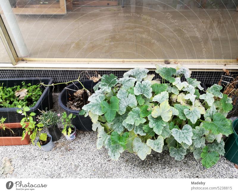 Grünpflanzen vor dem Schaufenster eines geschlossenen alten Laden und Geschäft in Beige und Naturfarben in einer ehemaligen Passage in der Innenstadt von Lage bei Detmold in Ostwestfalen-Lippe