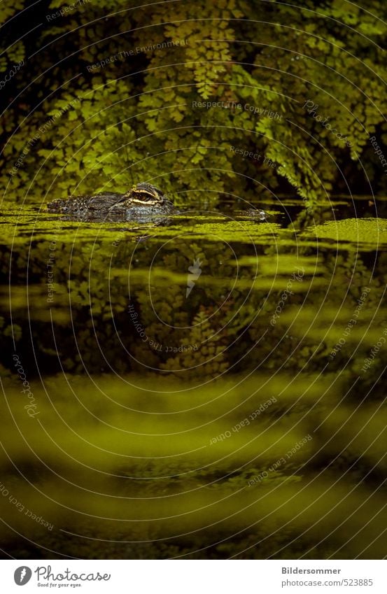 wer zuerst blinzelt... Natur Wasser exotisch Urwald Moor Sumpf Tier Wildtier Zoo Aquarium Krokodil Alligator 1 Blick warten Gefühle Angst gefährlich gefräßig