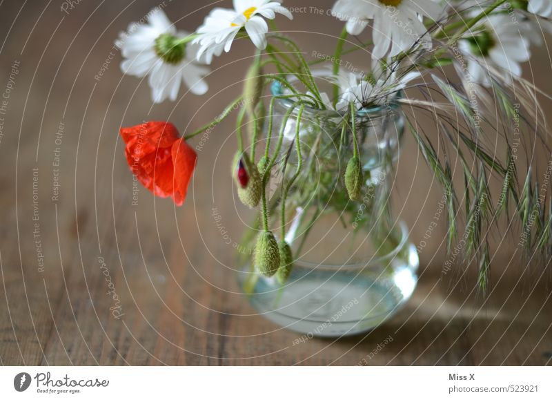 Landhausdeko Dekoration & Verzierung Sommer Blume Blüte Blühend Duft verblüht rot schlaff Vergänglichkeit Mohnblüte Margerite Vase Blumenstrauß Holztisch