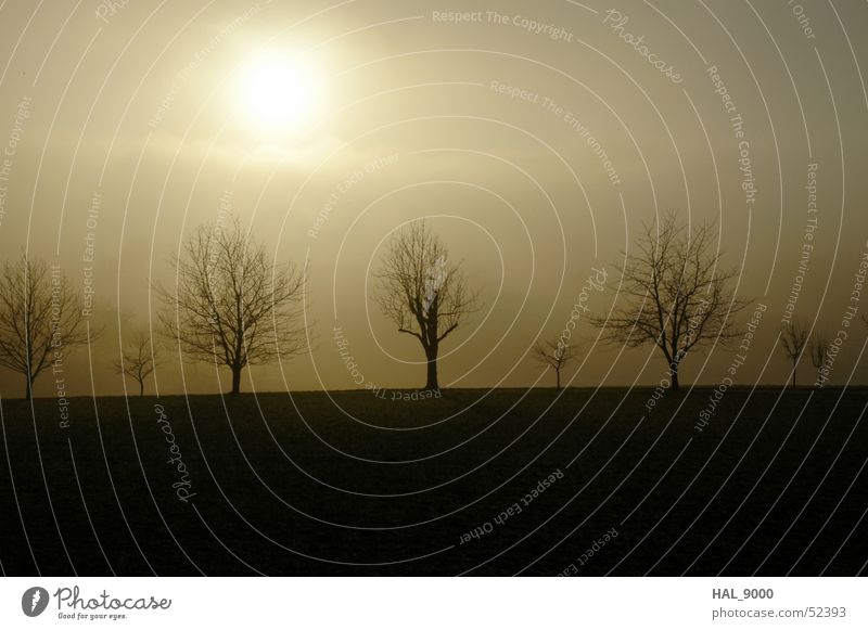 Januar-Sonne Baum Nebel kalt schwarz weiß Ocker braun Winter Herbst Himmel Landschaft Ast Graffiti Bodenbelag