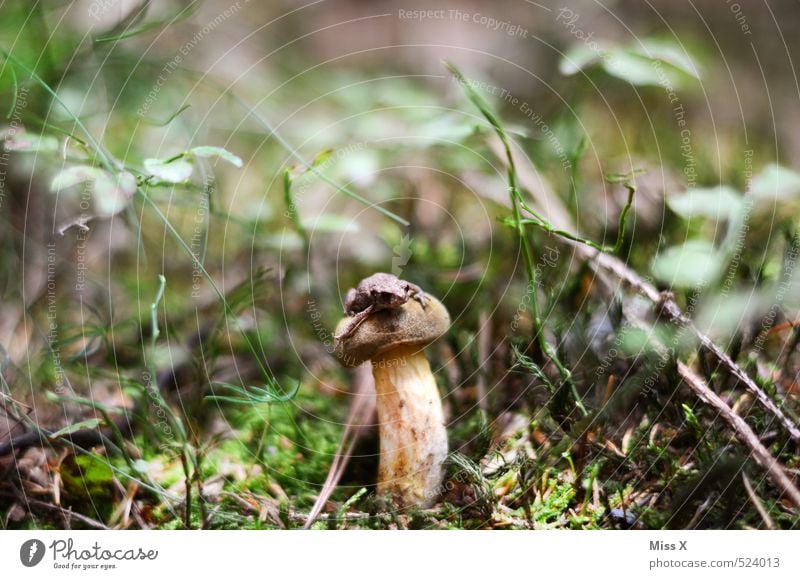 Pilz mit Frosch Lebensmittel Ernährung Erde Herbst Moos Wald Tier 1 sitzen klein nass Laubfrosch Maronenröhrling essbar Steinpilze Wachstum Waldboden verstecken