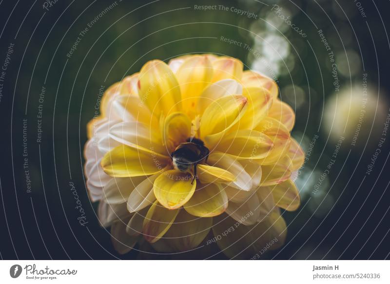 Gelbe Dahlie mit Hummelbesuch Dahlienblüte Gartenblume gelb Blume Natur Blüte natürlich Blütenblätter blühen Zierblume blühende Blume Blütezeit blühende Dahlie