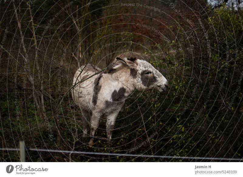 Esel beim Fressen Tier Außenaufnahme Farbfoto Natur Tierporträt Menschenleer Tag Neugier niedlich beobachten fressend weiß gefleckt Busch Äste Äste und Zweige