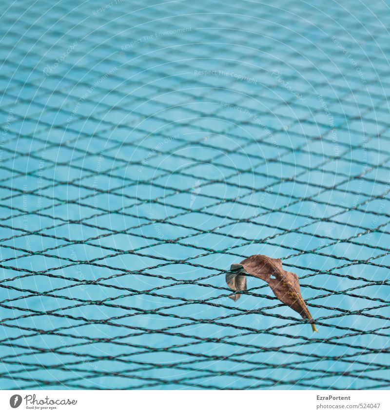 Herbst (minimal) Umwelt Natur Sommer Blatt blau braun Schwimmbad Netz netzartig hängen hängenbleiben 1 einzeln Einsamkeit Herbstlaub Farbfoto Außenaufnahme