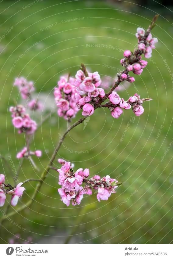 Blühendes Pfirsichbäumchen Pfirsichbaum Blüte Pfirsichblüte rosa Frühling Rasen Wiese Gras grün Zweige Blüten Knospen