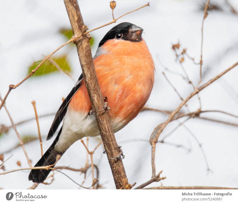 Gimpel im Baum Dompfaff Pyrrhula pyrrhula Vogel Singvogel Wildvogel Kopf Schnabel Auge Federn Gefieder Flügel Beine Krallen Natur Tier Wildtier Tierporträt Äste