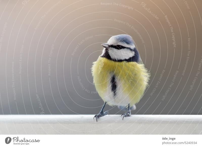 der kleine Meisenmann Maik Blaumeise Vogel niedlich Tier Natur Singvogel Feder Tierwelt Nahaufnahme Schnabel Wildtier Ornithologie Gefieder winzig