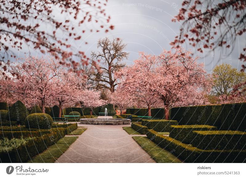 Kirschblüte Frühling Blütenmeer Park Kirschblüten #natur rosa Frühlingsgefühle