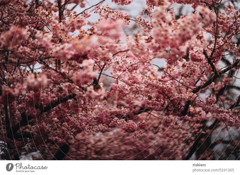 Kirschblütenmeer Frühling rosa Blüte Blütenmeer Natur Kirschbaum