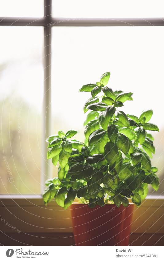 Basilikumpflanze in der Wohnung am Fenster Blumentopf Kräuter & Gewürze Lebensmittel grün Bioprodukte Vegetarische Ernährung Gesunde Ernährung