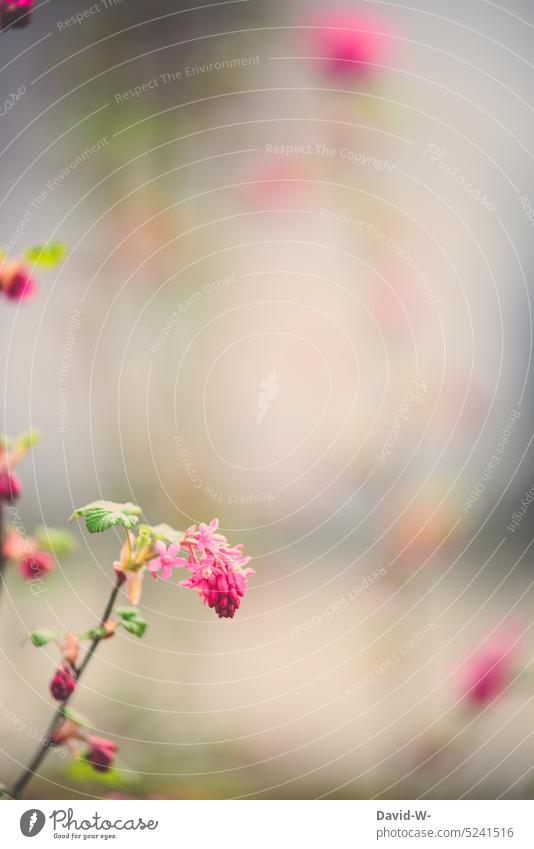 Blüten einer Blut-Johannisbeere Blutjohannisbeere blut-johannisbeere blüte Frühling rosa Pflanze wachsen duft blühen Frühjahrsblüher Blühend Natur Blume