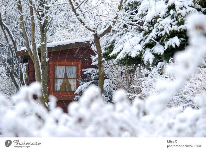 Waldhütte Umwelt Natur Winter Eis Frost Schnee Schneefall Baum Sträucher Garten Hütte Fenster kalt weiß Idylle Schrebergarten Gartenhaus Schutzhütte