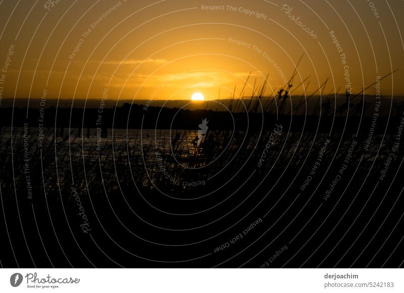 Die letzten Strahlen der Abendsonne treffen die Gräser im Uferlicht. Sonnenuntergang Meer Wasser Horizont Himmel Strand Wolken Dämmerung Natur Küste Landschaft