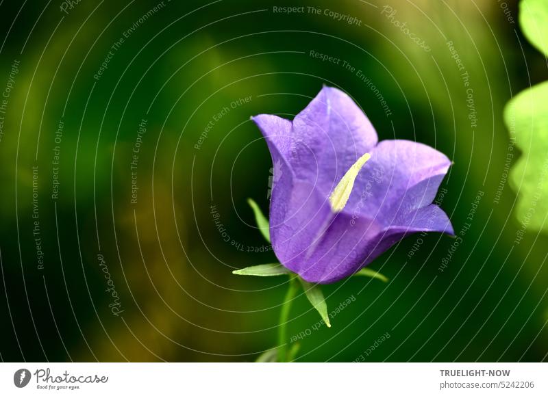 Wild und stolz und frei / Blaue Blüte Frühlingslied / Glockenblumen Klang...  auch Campanula persicifolia Pfirsichblättrige Glockenblume blau-violett