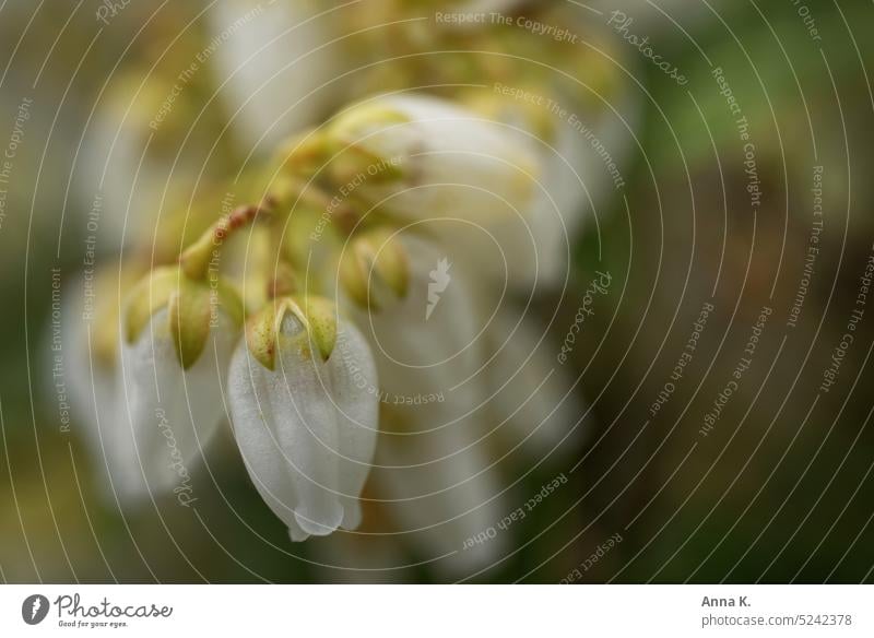 Zarte , filigrane Blüte der Lavendelheide Pieris Schattenglöckchen weiß weiße blüte zarte Blüten fein Blühend Nahaufnahme Schwache Tiefenschärfe Unschärfe Natur