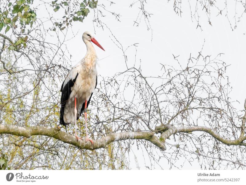 Der Weißstorch im Baum Klapperstorch Vogel Ast Storch Tier Wildtier Textfreiraum oben Textfreiraum links Menschenleer Natur Außenaufnahme Umwelt weiß Frühling