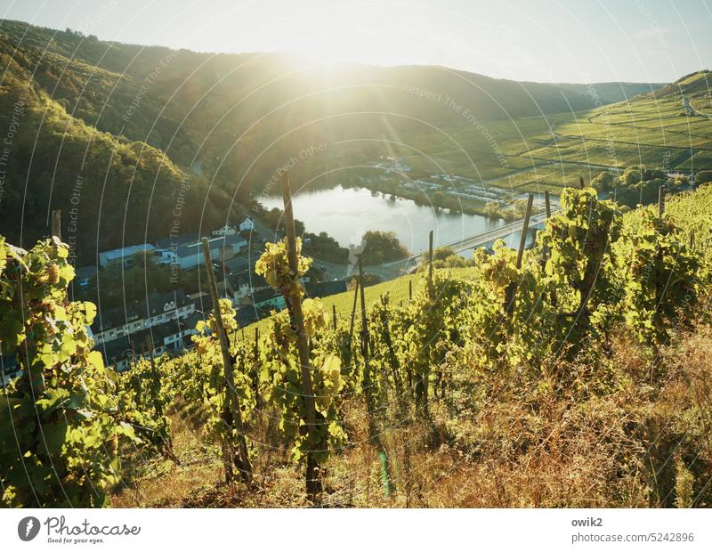 Blick in den Abgrund Sehnsuchtsort Flussufer Moseltal Mosel (Weinbaugebiet) Idylle Ruhe Landschaft Himmel Natur Gebäude Häuser Weinberg Farbfoto Außenaufnahme