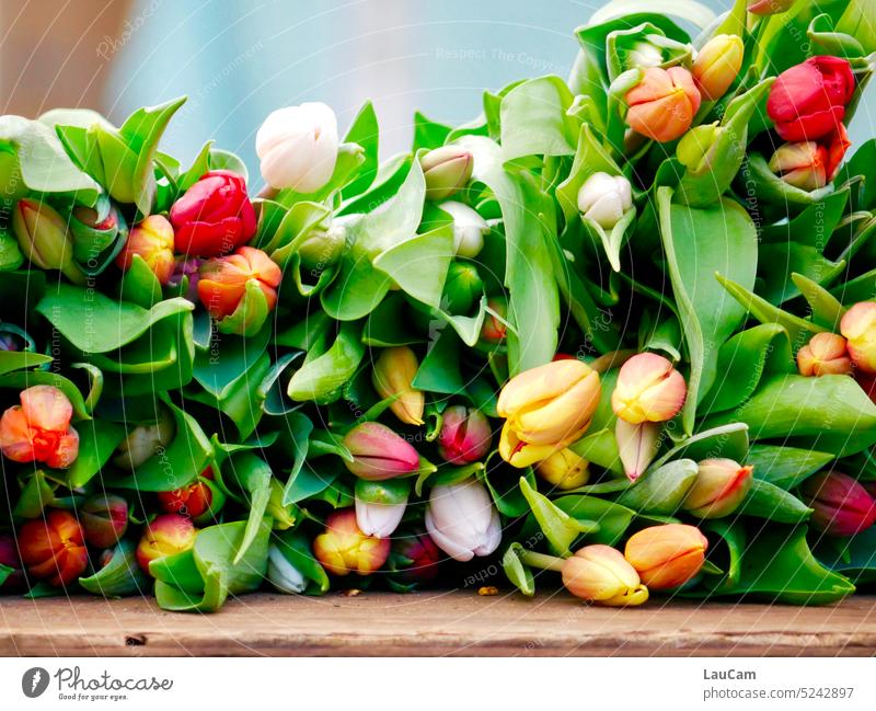 Bunte Tulpen auf dem Markt Blumen Frühling Blüte bunt farbenfroh Tulpenblüte Frühlingsgefühle Blumenstrauß grün Pflanze blühend Schnittblume frisch schön