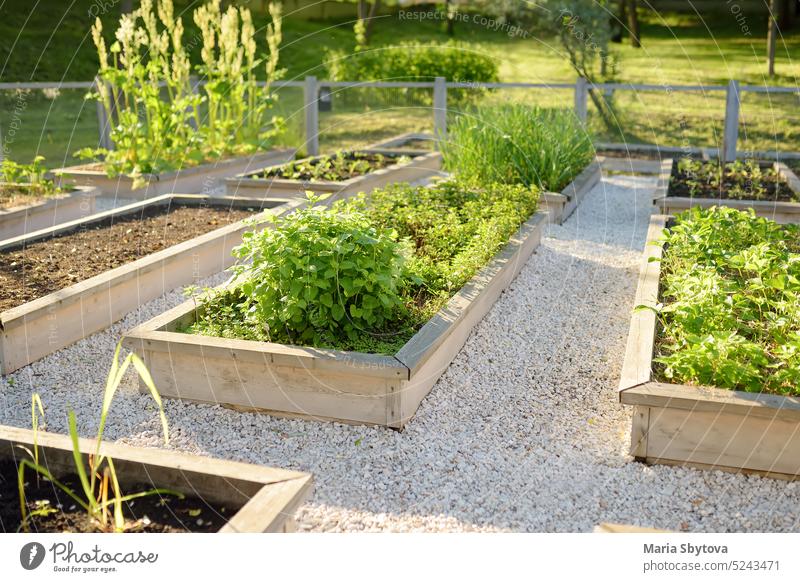 Gemeinschaftlicher Gemüsegarten. Hochbeete mit Pflanzen im gemeinschaftlichen Gemüsegarten. Lektionen der Gartenarbeit für Kinder. Bett angehoben Küche urban