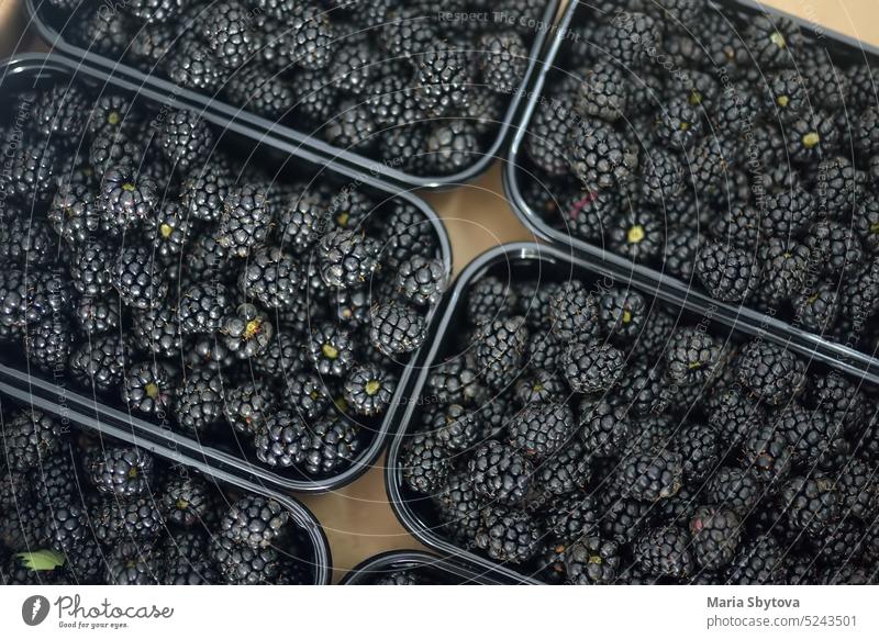 Frische Beeren aus eigenem Anbau gibt es auf dem örtlichen Bauernmarkt. Brombeere. Gesundes vegetarisches Essen. Brombeeren Ernte Lagerhalle Biografie